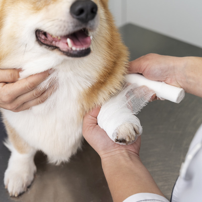 Preparing Your Pet For Surgery